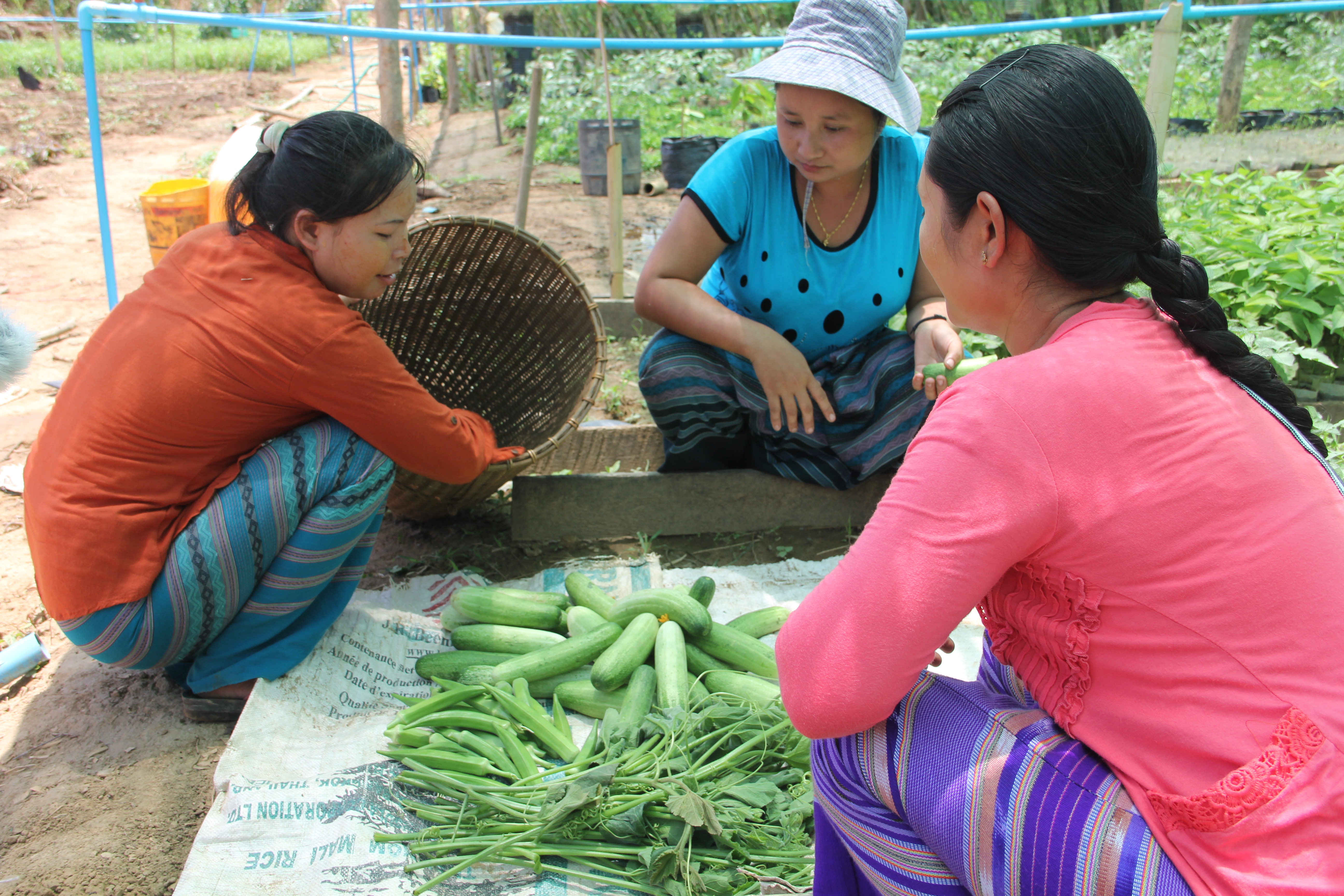 Women cultivating fruit and vegetables as part of the LIFE project in Myanmar.